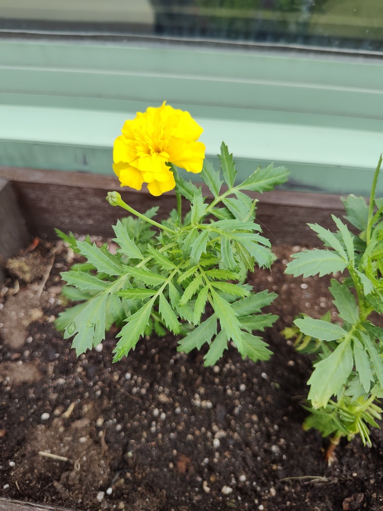 Close up image of a freshly planted yellow marigold flower